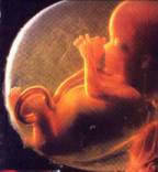 Зародыш (ребёнок) 14 недель